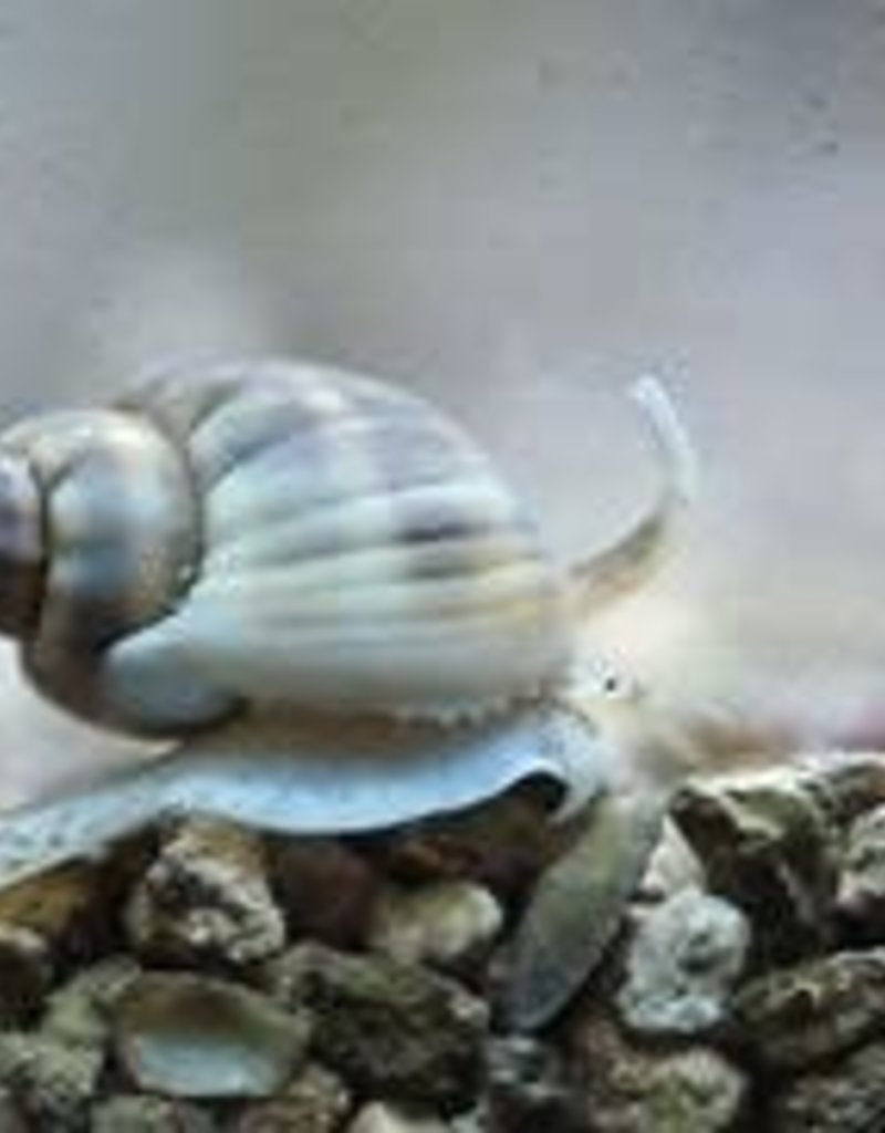 Nassarius Snail Large - Saltwater