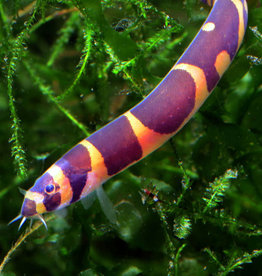 Kuhli Loach - Freshwater