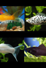 Assorted Molly - Freshwater