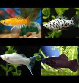 Assorted Molly - Freshwater