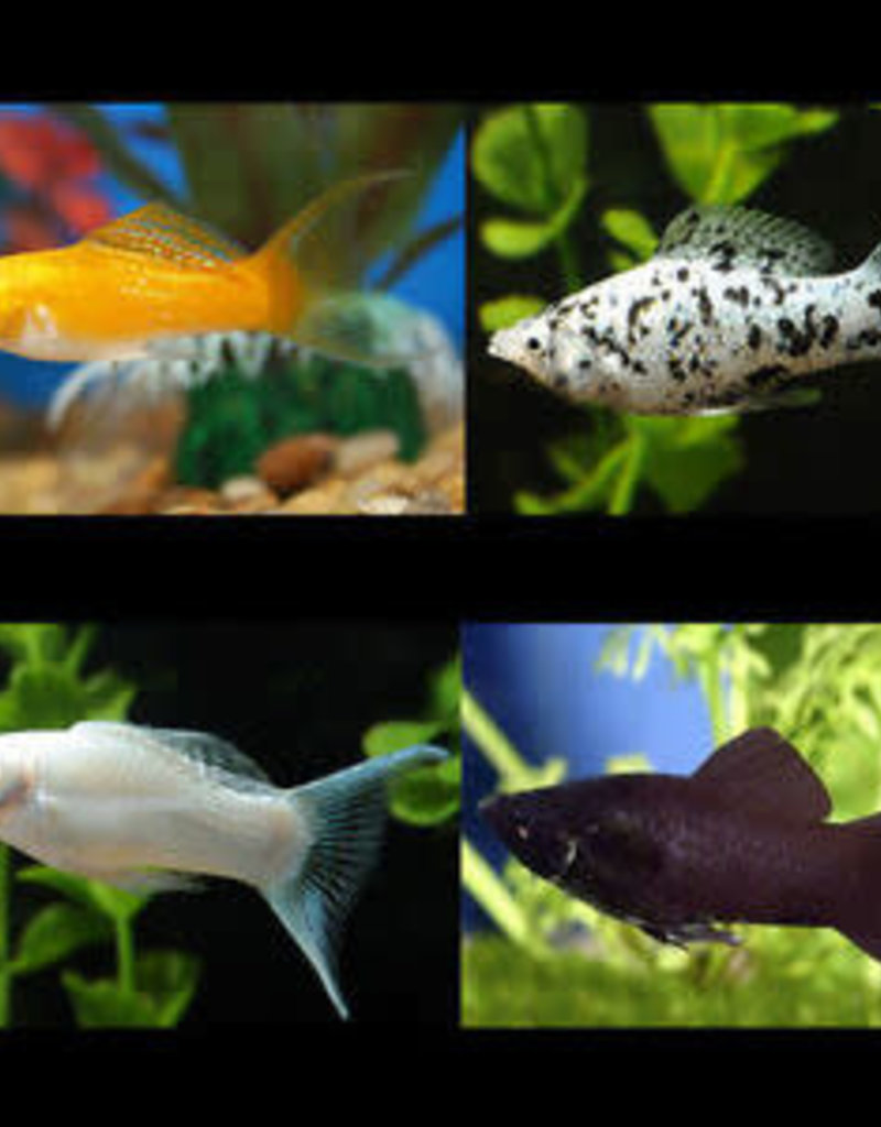 Assorted Molly - Freshwater