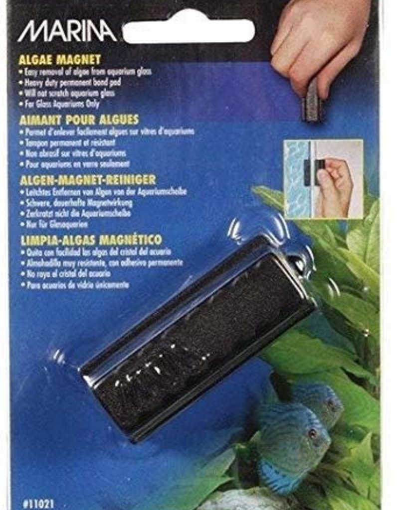 Marina Marina Algae Magnet - Medium