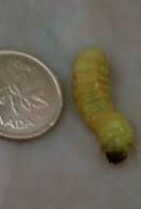 Butterworm - Live Feeders - 10 pack