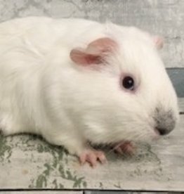 Guinea Pig