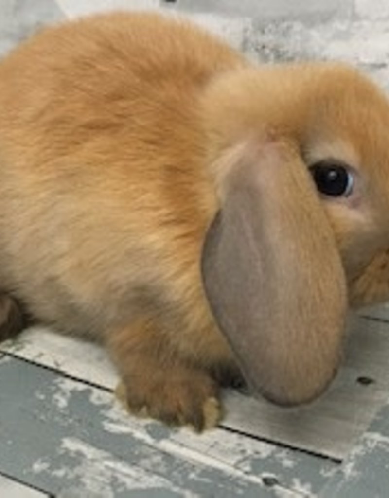 Assorted Dwarf Rabbit