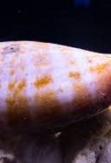 Strawberry Conch - Saltwater