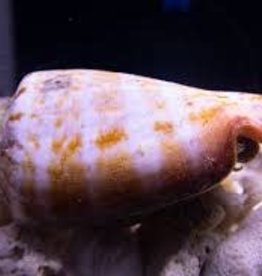 Strawberry Conch - Saltwater