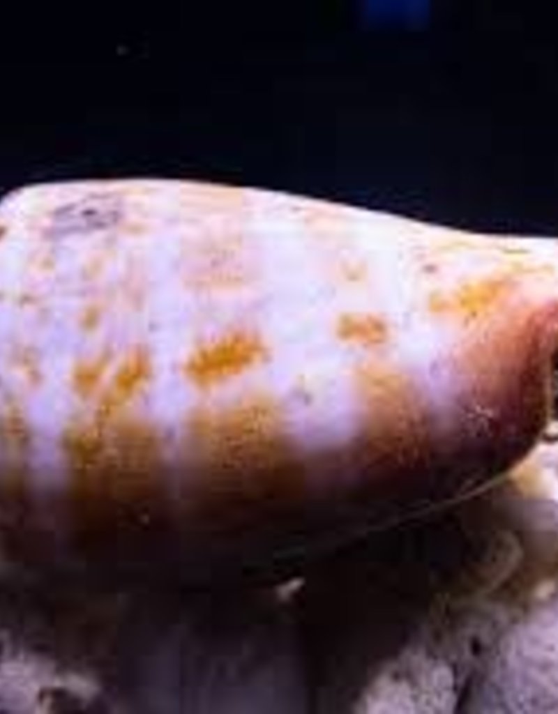 Strawberry Conch - Saltwater