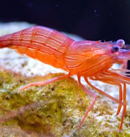 Peppermint Shrimp - Saltwater