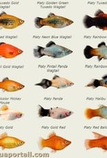 Assorted Platy - Freshwater