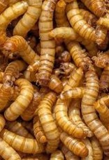 Giant Mealworms Singles - Live Feeder