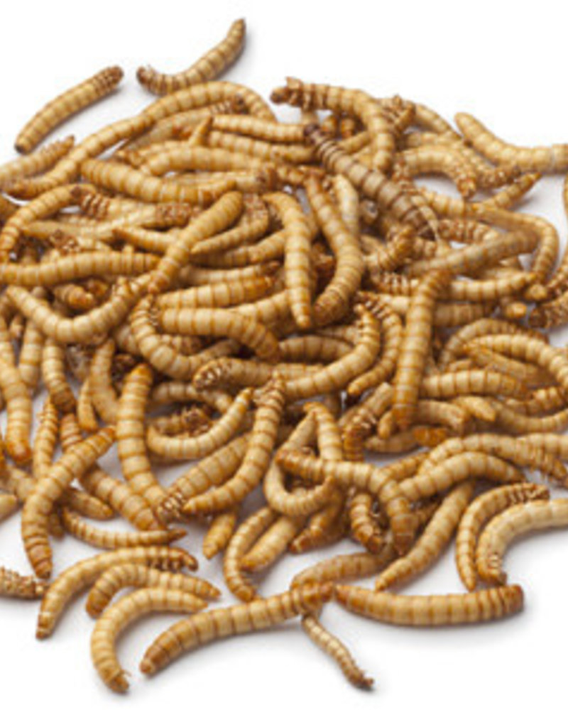 Mealworms singles