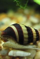 Assassin Snail - Freshwater