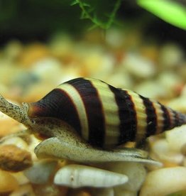 Assassin Snail - Freshwater
