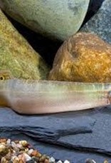 Spiny Peacock Eel - Freshwater