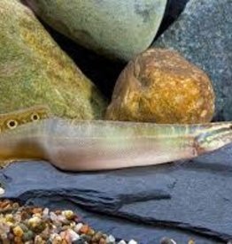 Spiny Peacock Eel - Freshwater