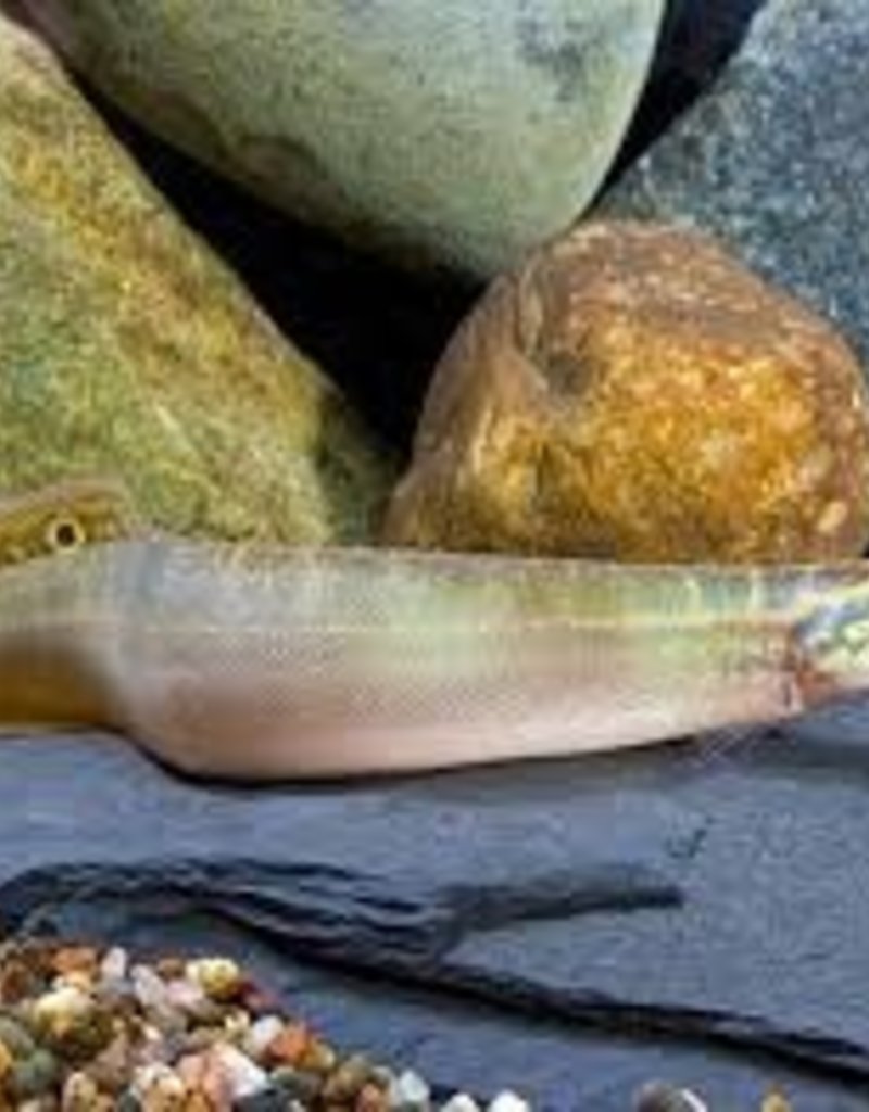 Spiny Peacock Eel - Freshwater