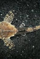 Banjo Catfish - Freshwater