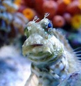 Lawnmower Blenny - Saltwater