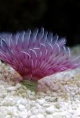 Feather Duster - Saltwater