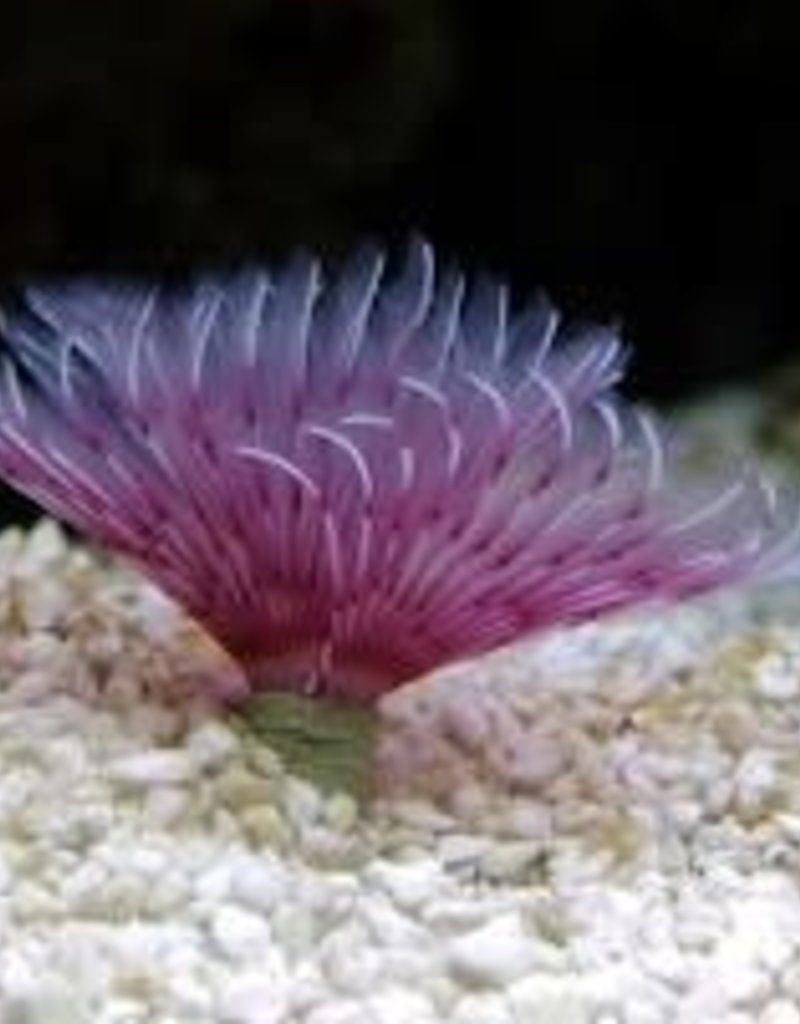 Feather Duster - Saltwater