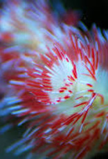 Red and White Feather Duster - Saltwater