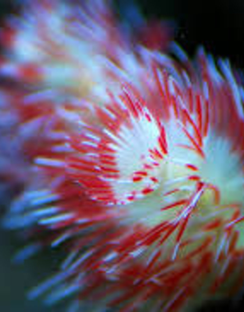 Red and White Feather Duster - Saltwater