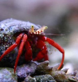 Red Leg Hermit Crab - Saltwater