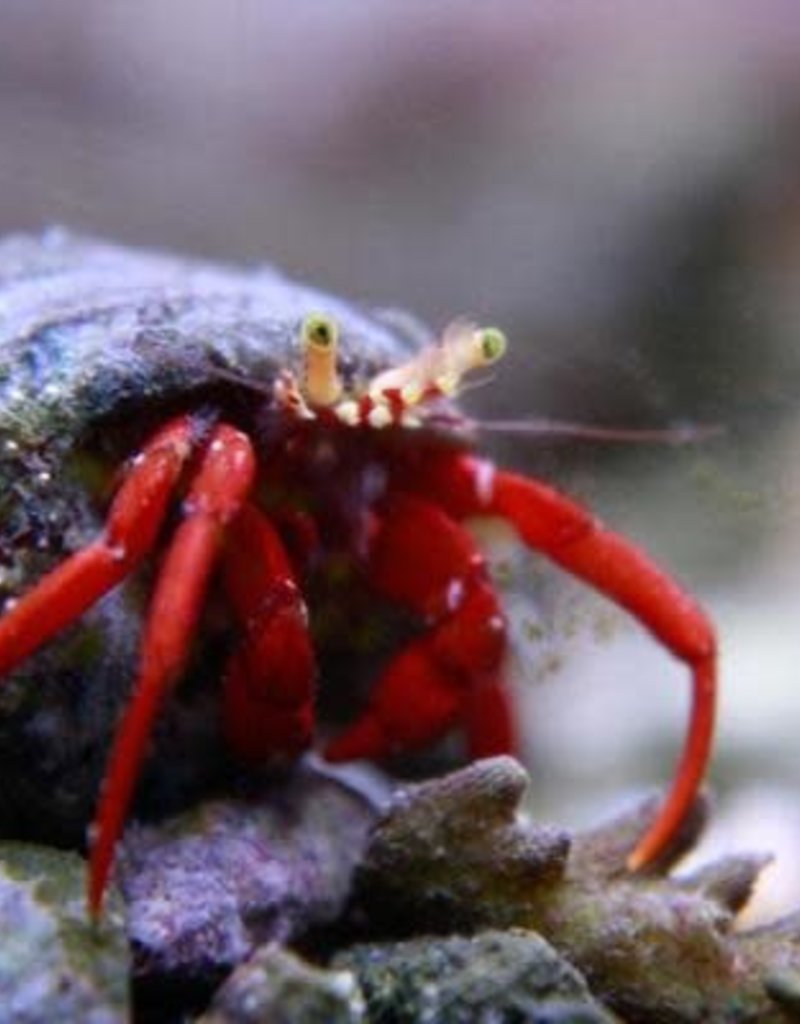 Red Leg Hermit Crab - Saltwater