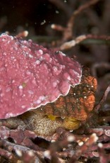 Pink Turban Snail - Saltwater