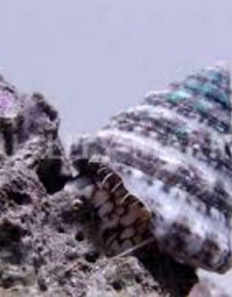 Tectus Snail - Saltwater