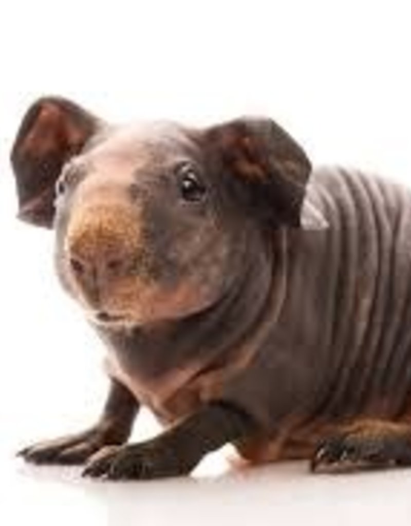 Skinny Pig