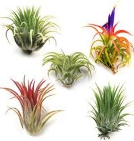 Air Plants