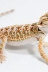 Bearded Dragon - Red Phase