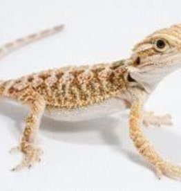 Bearded Dragon - Hypo Babies