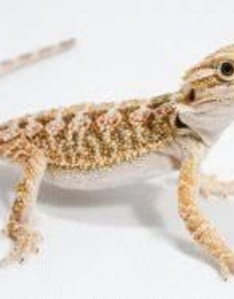 Bearded Dragon - Red Phase