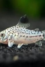 Julii Corydoras Catfish - Freshwater