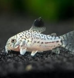 Julii Corydoras Catfish - Freshwater