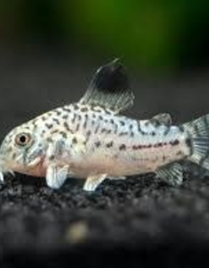Julii Corydoras Catfish - Freshwater