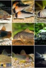Assorted Corydoras Catfish - Freshwater