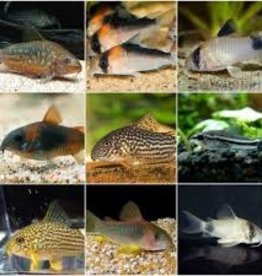 Assorted Corydoras Catfish - Freshwater