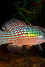American Flag Fish - Freshwater