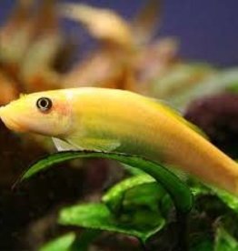 Gold Chinese Algae Eater - Freshwater