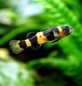 Bumble Bee Goby - Freshwater