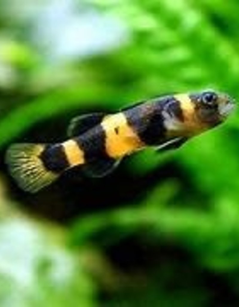 Bumble Bee Goby - Freshwater