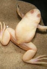Albino Clawed Frog - Freshwater