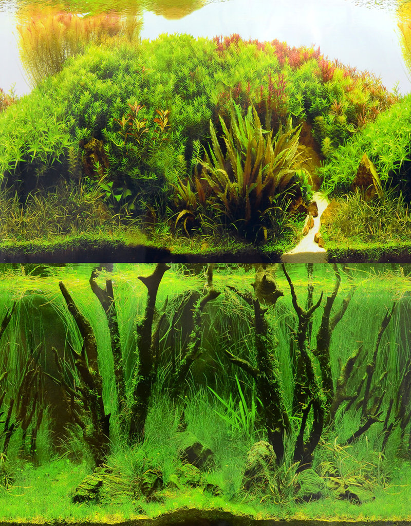 Underwater Treasures Rolling Hills/Mystic Forest Reversible Background - 24