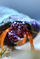 Assorted Fancy Hermit Crab - Saltwater