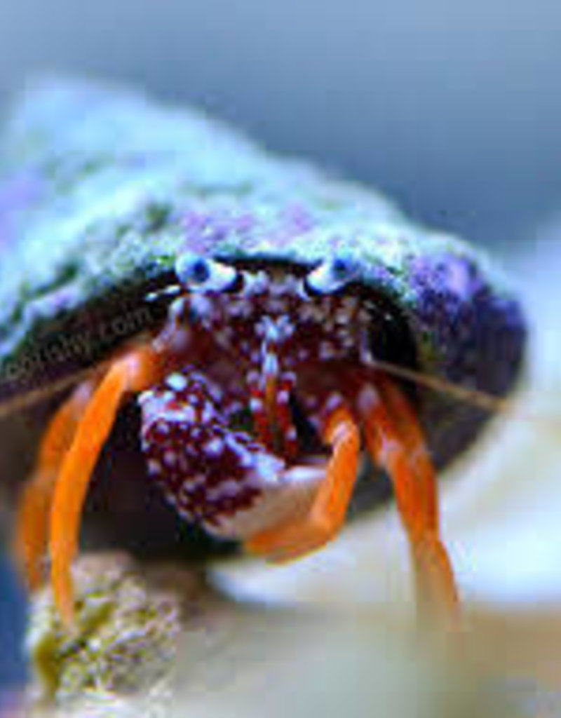 Assorted Fancy Hermit Crab - Saltwater