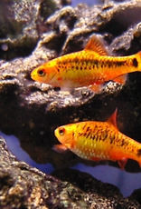 Golden Barb - Freshwater